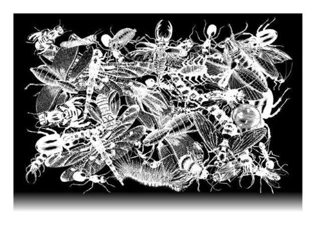 Thumb regina silveira